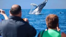 Cabo Whale Watching Cruise