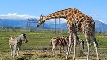 Cape Town Wildlife and Wine Tour: Giraffe and Cheetah Outreach