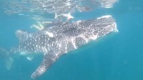 Whale Sharks Snorkeling Experience