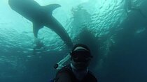 Whale Sharks Snorkeling Experience