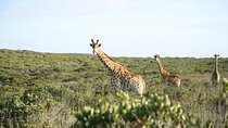 Safari Game Drive - Yzerfontein