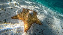 Amazing snorkeling full-day tour to Cozumel Cielo Starfish Reef