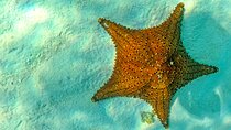 Discover starfish, swim and snorkel at El Cielo Cozumel Reef