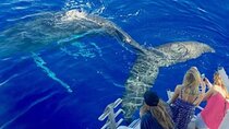 Exceptional Maui Whale Watch 