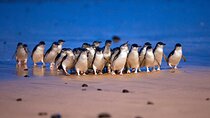 Melbourne Phillip Island Private Tour with Penguin