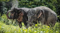 An Afternoon with the Elephants at Phuket Elephant Sanctuary