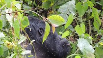 3 Days Gorilla Trekking in Uganda's Bwindi from Kigali