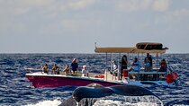 2 Hour Prime Time Maui Whale Watching 