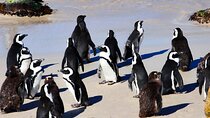 Half Day shared Tour Boulders Beach and Swimming