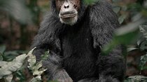 5 Days Gorillas, Chimps and Golden Monkeys Safari