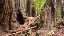 Muir Woods Self-Guided Driving and Walking Audio Tour