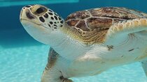 Explore Wildlife Sanctuaries on the WILD Palm Beaches Tour