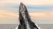 Whale Tour c/ Certified Guide, Photos & Hydrophone