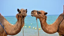 Sharm El Sheikh 3 Pools National Park and Camel Ride in Dahab 