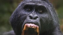 4-Day Uganda Gorillas, Wildlife, and Kalinzu Chimp Trekking