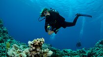 Intro Scuba Diving for Beginners in Sharm El-Sheikh