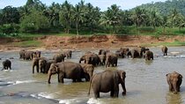 Sri Lanka Private Tour with Driver – Flexible Dates & Itinerary