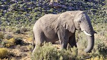 Full Day Big Five Safari Tour from Cape Town with Transfers