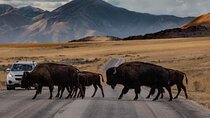 Private Wildlife and Scenic tour on Antelope Island