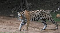 4 Day Golden Triangle Tour With Ranthambore Tiger Safari