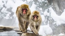 One Day Snow Monkeys Zenko ji Temple and Sake in Nagano