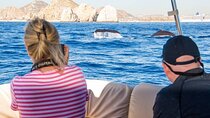 Elite Whale Watching Tour, experiencing Nature! 