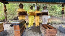 Bee Tour in Medellin