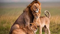 7 Days Budget Group Safari to Masai Mara Nakuru & Amboseli Parks
