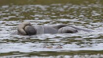 Guided Kayaking Manatee Tour near Orlando