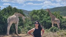 Full-Day Schotia Game Reserve & Giraffe Walk (Open 4x4 Vehicle)
