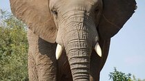 Addo Elephant National Park and Kragga Kamma Game Park Tour