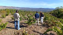 Madrid Winery Tour with Tasting and Sommelier Guide