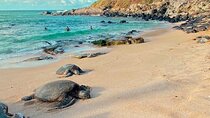 Maui’s Sea Turtles, Waterfalls and Taste of Hana Adventure
