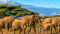 6-Day Amboseli, Lake Naivasha and Masai Mara Luxury Lodges Safari