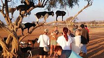 Agadir Tree‑Climbing Goats & Souk El Had Big Market Tour