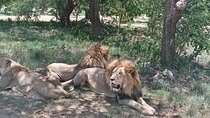 Lion And Safari Park Small Group Tour