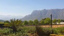 Private Wine Tours in Cape Town and Stellenbosch