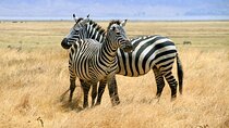 7 days-Small group safari in Tanzania 