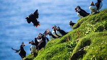 Exclusive Westman Islands Adventure - A Private Day Tour