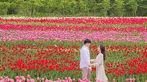 Taean Tulip Festival and Strawberry Picking Day Tour from Seoul