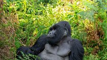 2 Day Uganda Gorilla Trekking and Lake Adventure from Rwanda