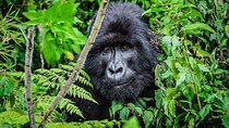 2 Day Gorilla Tracking in Rwanda and Lake Kivu Adventure