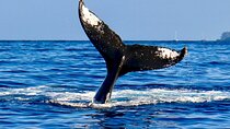 Whale watching tour from Cape Town 