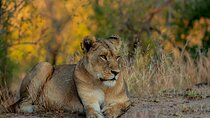 Kruger Park Safari Full Day Private Vehicle from Hazyview