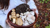 Private Daytrip for Truffle Mushroom Foraging and Wine Tasting