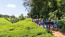 Nairobi Day Tour to Kiambethu Tea Farm and Lunch