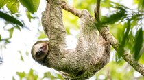 Arenal Sloth Quest