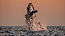 Sunset Whale Watching in Cabo San Lucas