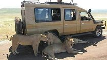 7days Kenya Wildlife Safari on 4x4 Land Cruiser Jeep