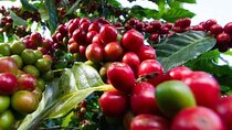 Tour to Fairview Coffee Farm